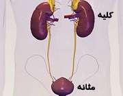 مثانه و کلیه انسان