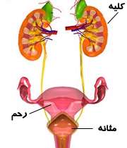کلیه و مثانه و رحم