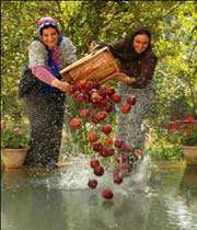 «یه حبه قند»
