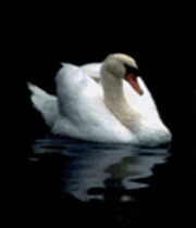 قوها