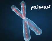 کروموزوم انسان