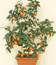 kamkooat