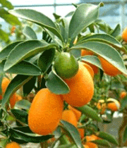 kamkooat