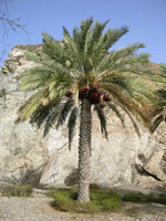 یک مشت خرمای خشک