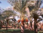 نمایشنامه نخل بهشتی