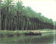 اروند رود