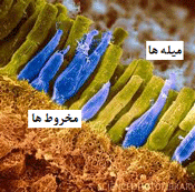 تأثیر رنگ روی چشم 2