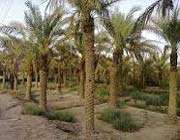 اروند رود
