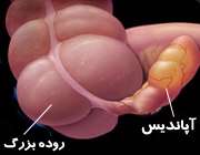 آپاندیس
