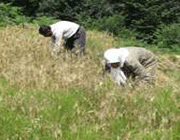 کار
