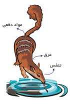 آب در هوا