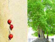 باغ پهلوانپور مهریز
