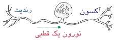 هماهنگی و ارتباط بدن(دستگاه عصبی)