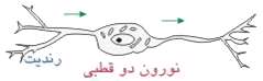 هماهنگی و ارتباط بدن(دستگاه عصبی)