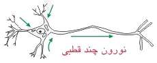 هماهنگی و ارتباط بدن(دستگاه عصبی)