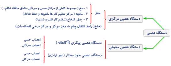 هماهنگی و ارتباط بدن(دستگاه عصبی)