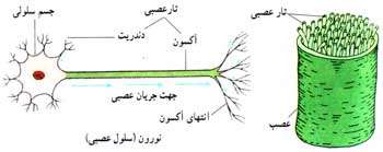 هماهنگی و ارتباط بدن(دستگاه عصبی)