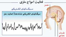 هماهنگی و ارتباط بدن(دستگاه عصبی)