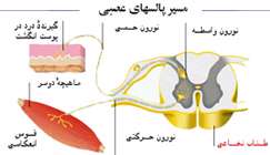 هماهنگی و ارتباط بدن(دستگاه عصبی)