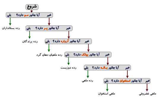 گوناگونی جانداران