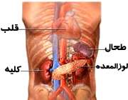 بدن انسان