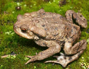 سوزاندن هنر برای پختن غذا