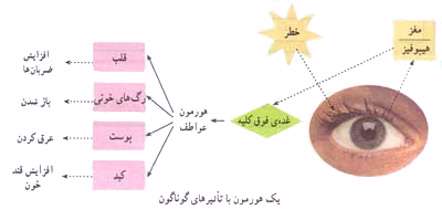 هماهنگی و ارتباط بدن (دستگاه هورمونی)
