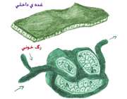 هماهنگی و ارتباط بدن (دستگاه هورمونی)