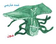 هماهنگی و ارتباط بدن (دستگاه هورمونی)