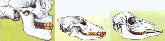 گوناگونی جانداران2