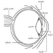 چطور می بینیم؟