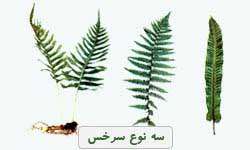 دنیای گیاهان