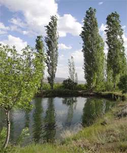 ییلاقی در میانه های خشک کشور
