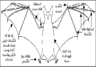 خفاش