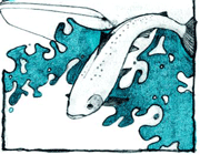 گورخرماهی