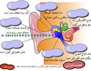 اجزای مختلف گوش