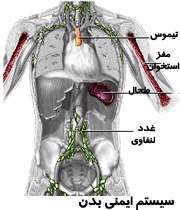 سیستم ایمنی بدن