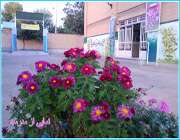 اجرای 5طرح درمدرسه راهنمایی شهید مجتبی استکی در شهرکرد