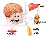 هورمون رشد در بزرگسالان