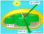 جلبک ها