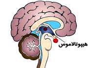 هیپوتالاموس