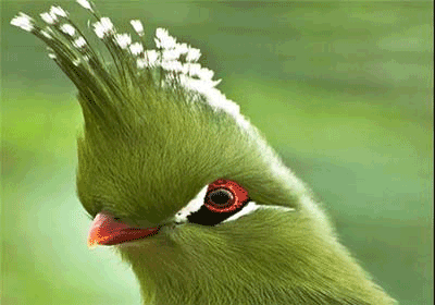 پرنده