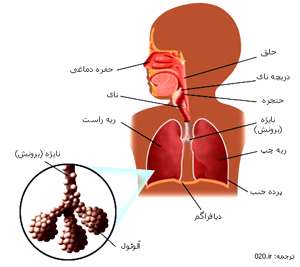 دستگاه تنفس