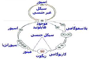 تولید مثل قارچ ها