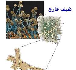 تولید مثل قارچ ها