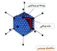 آدمی و میكرب ها