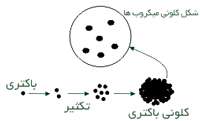 آدمی و میكرب ها