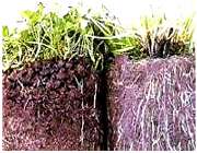 فرایندهای بیرونی و درونی تشکیل خواب