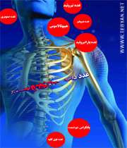 ویژه نامه غدد داخلی بدن چه میکنند؟