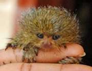 pygmy marmoset